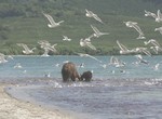 Medvedi Kamchatki. Nachalo zhizni