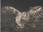 A la recherche du grand duc