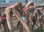 Сезон созревания пантов
