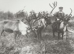 Olennyy vsadnik