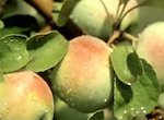 Apple of Discord