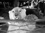  Comment apprivoiser un ours