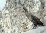  Le Roi des cormorans