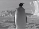  Histoire de pingouins