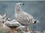  Oiseaux et scientifiques