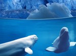  Le Monde sous-marin des baleines blanches