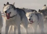 Hors limites. Les chiens de neige