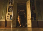 L'Empire des chats
