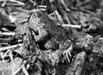 Les Aventures de la grenouille
