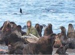  L'Ile des phoques. Pris dans un collet