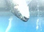  Qui a laissé l'âne sauvage en liberté ?