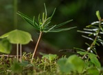 The Forest. The Guardian of Life