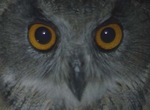  City of Owls