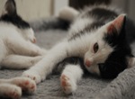 Time for Cats