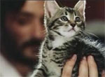  Le Petit chat