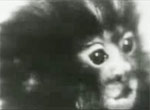Obitateli