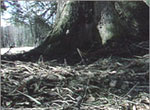 An Example of Intonation