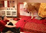 The Cow