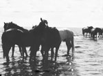 Post Horse