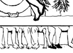 Nogi