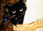 A Cat And Porridge