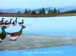 Серая шейка