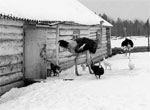 Остров Роговка