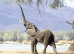An Elephant Lost