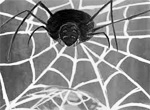 Fly, Spider