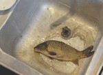  Jour de poisson