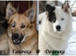  Les Meneurs de chiens