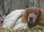 A dog's life