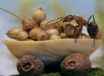Бриллианты для моих муравьев
